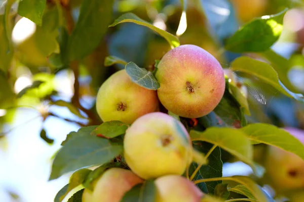 Másold Helyet Almákkal Amik Egy Fán Nőnek Egy Fenntartható Gyümölcsösben — Stock Fotó