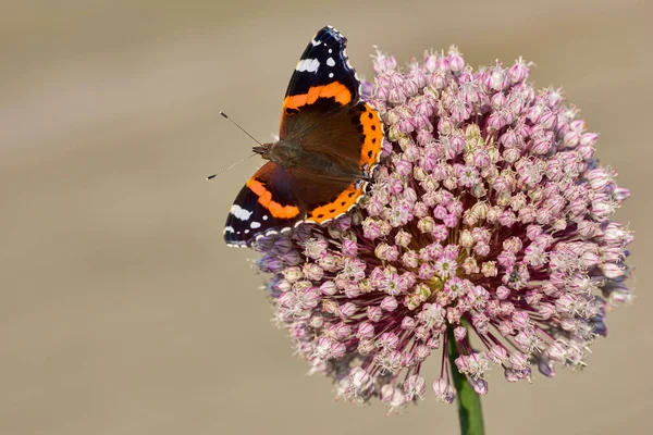 Red Admiral Butterfly Sucking Nectar Vibrant Pink Flower Garden Outdoors — Stock Photo, Image