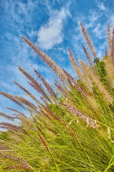 Primer Plano Hierba Fuente Salvaje Que Crece Campo Verde Exuberante —  Fotos de Stock