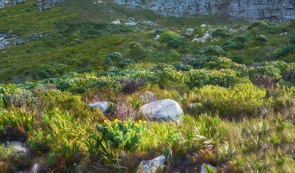 Kopierraum Mit Landschaftlich Reizvoller Aussicht Auf Gras Büsche Und Sträucher — Stockfoto