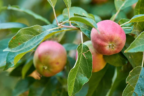 Copy Space Fresh Red Apples Growing Trees Harvest Sustainable Orchard — Stockfoto