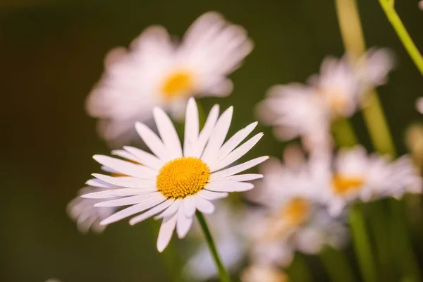 Daisy Květiny Rostoucí Malebném Rozmazaně Zeleném Botanickém Pozadí Marguerite Trvalé — Stock fotografie