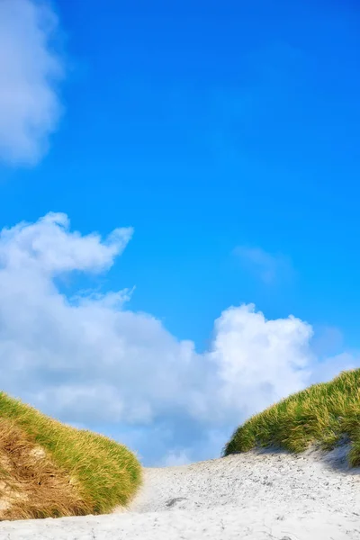 Landscape of sand dunes under cloudy blue sky copy space on the west coast of Jutland in Loekken, Denmark. Closeup of tufts of green grass growing on an empty beach during a summer day.