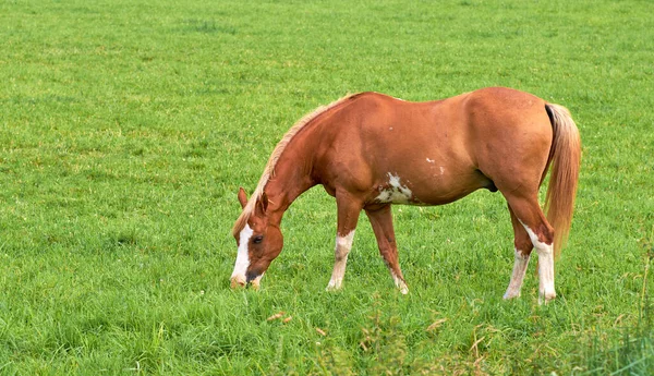 Bruin Paard Dat Gras Eet Een Veld Het Platteland Met — Stockfoto