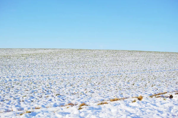 Sol Couvert Neige Hiver Brindilles Feuilles Congelées Dans Gel Herbe — Photo