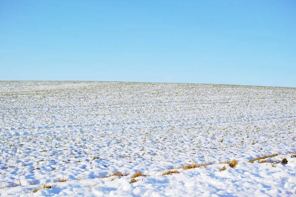 Ground Covered Snow Winter Frozen Twigs Leaves Frost Frosty Grass — Photo