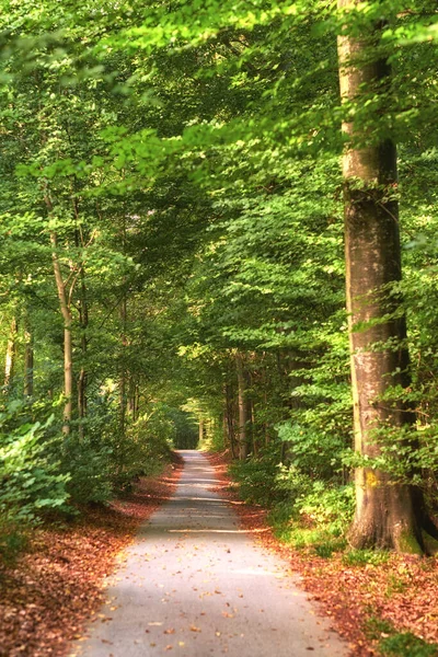 Polku Kauniissa Vihreässä Metsässä Rehevillä Lehdillä Kesäpäivänä Terva Polku Luonnossa — kuvapankkivalokuva