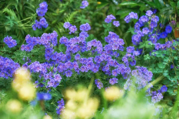 Delicate Purple Meadow Cranesbill Flowers Blossoming Growing Bush Remote Field — 스톡 사진