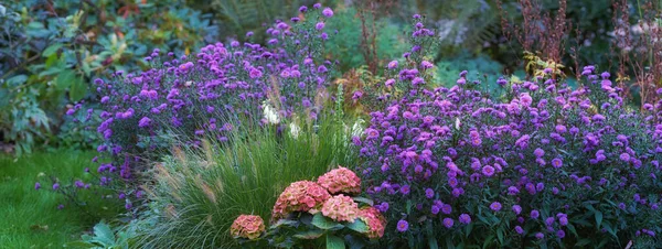 Landscape Aster Flowers Growing Botanical Garden Summer Flowering Plants Blooming —  Fotos de Stock