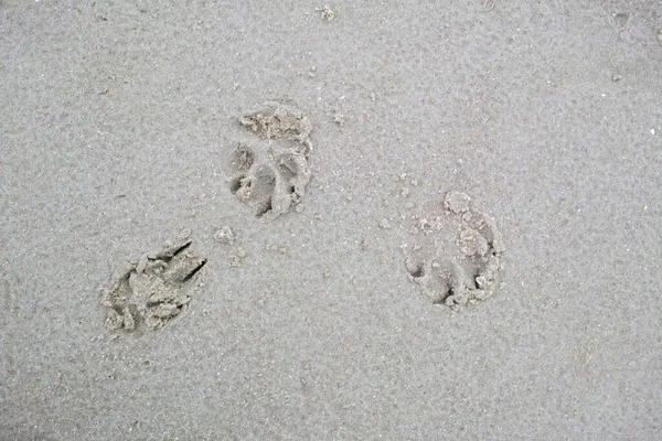 Closeup above of a dog or cat footprint on the shore of the beach. Tiny cute little animal paw shape prints engraved in the wet and moist sand outside during a summer day at the beach or lake