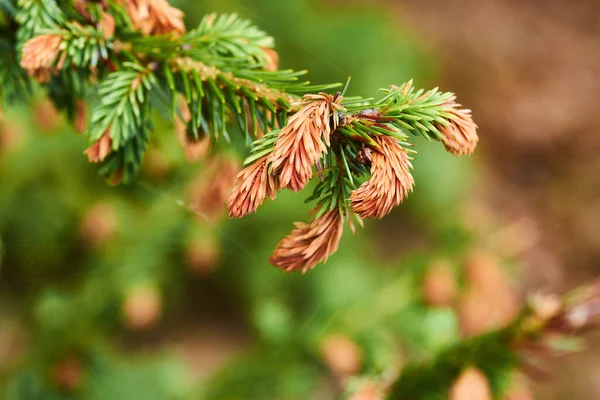 Closeup Sitka Spruce Growing Quiet Zen Pine Forest Blurry Background — Stock Photo, Image
