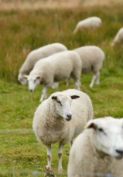 Group Sheep Standing Together Grazing Farm Pasture Hairy Wool Animals — ストック写真