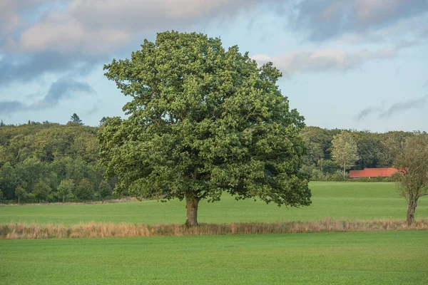 Big Oregon White Oak Tree Growing Undisturbed Countryside Summertime Beautiful — Fotografia de Stock