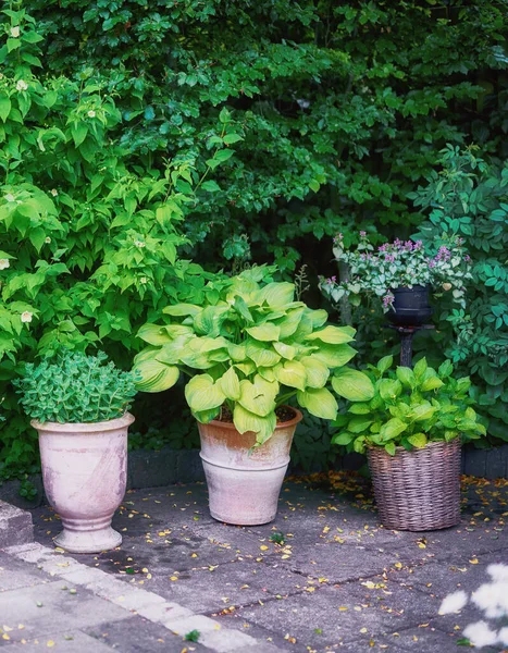 Argila Potes Vime Com Plantas Verdes Saudáveis Crescendo Jardim Jardim — Fotografia de Stock