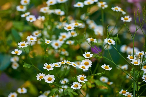 Louka Sedmikrásky Květiny Rostou Zeleném Lese Létě Bílé Žluté Rostliny — Stock fotografie