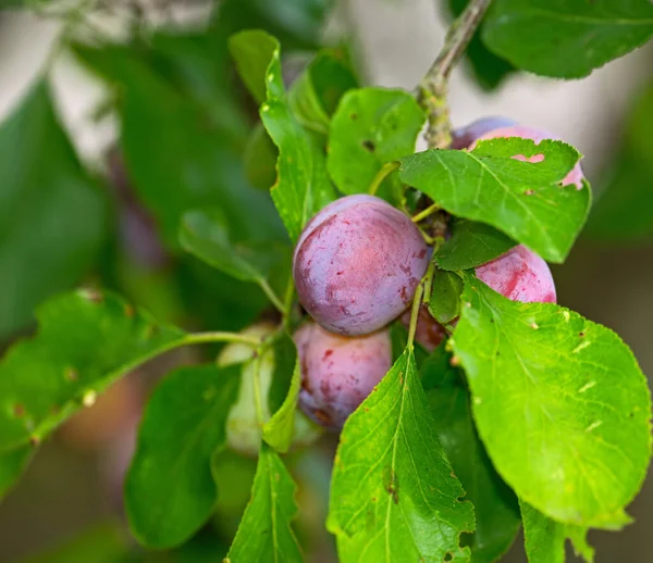 Closeup of purple plums growing on a green plum tree branch in a home garden. Texture detail of group of healthy, sweet fruit hanging from a vibrant stem in a backyard. Pitted fruits used for dessert.
