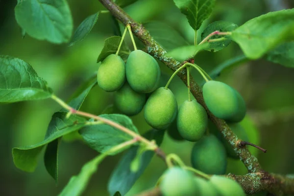 Closeup European Plums Growing Tree Garden Bokeh Zoom Details Many — Foto de Stock