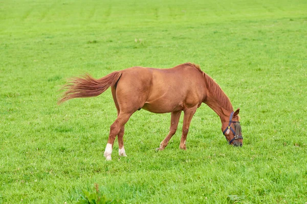 One Brown Horse Grazing Open Green Field Meadow Copyspace Chestnut — Stockfoto