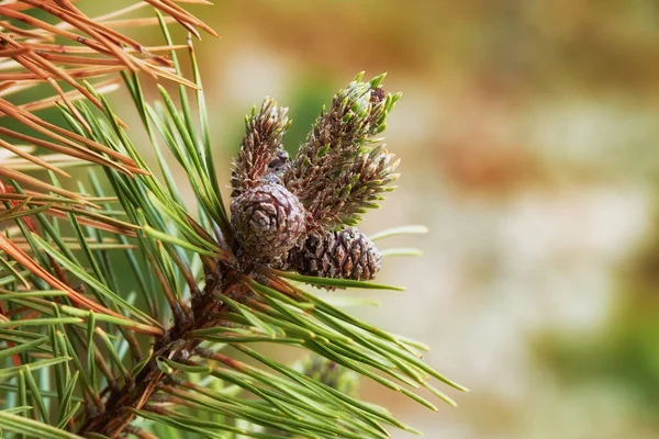 Closeup Pine Cones Hanging Fir Tree Branch Bokeh Background Countryside — Stock Photo, Image