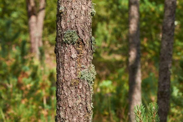 Close Van Een Prachtige Dennenboom Een Bos Een Zonnige Middag — Stockfoto