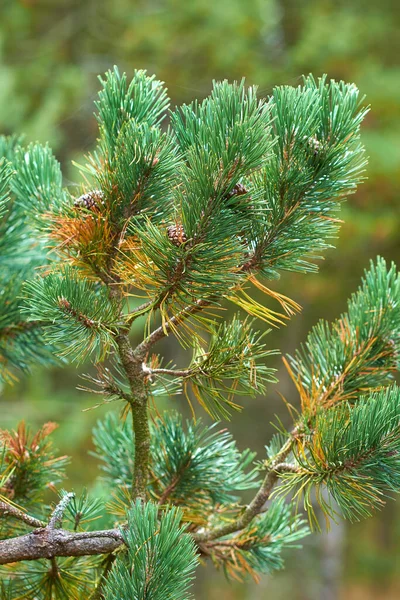 Closeup Fir Cedar Tree Branch Growing Quiet Woods Sweden Green — Stock Photo, Image