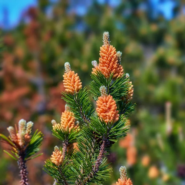Pin Sylvestre Pinus Sylvestris Mâle Fleurit Sur Arbre Poussant Dans — Photo
