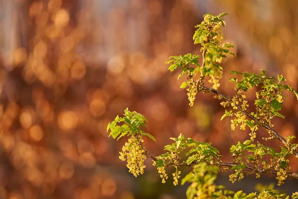 Close Green Leaves Growing Garden Autumn Copy Space Zoom Textures — Stock Fotó