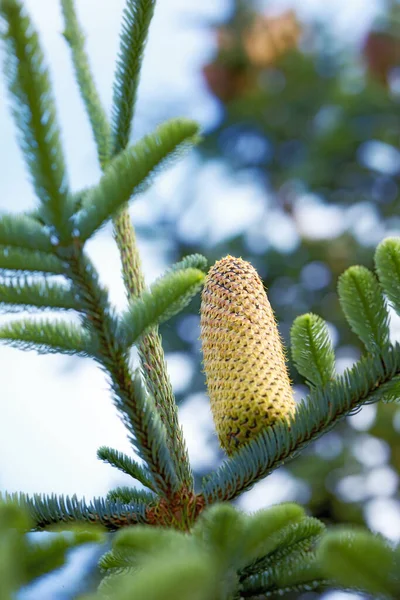 Closeup Pine Cone Growing Evergreen Boreal Forest Copy Space Blurred — Stock Photo, Image