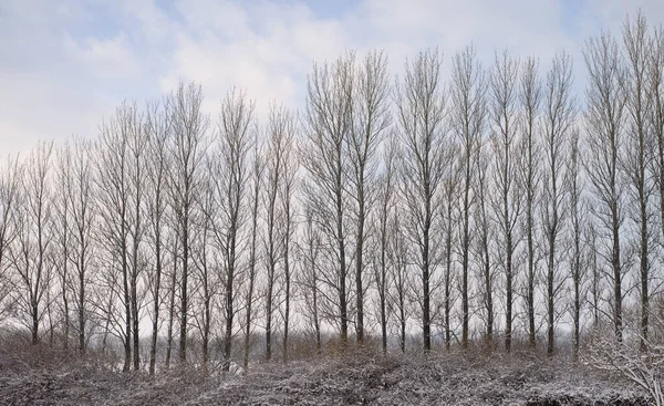 Tall Naked Trees Field Winter Cloudy Winter Day Big Bare — ストック写真
