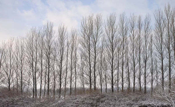 Tall Naked Trees Field Winter Cloudy Winter Day Big Bare Stock Picture