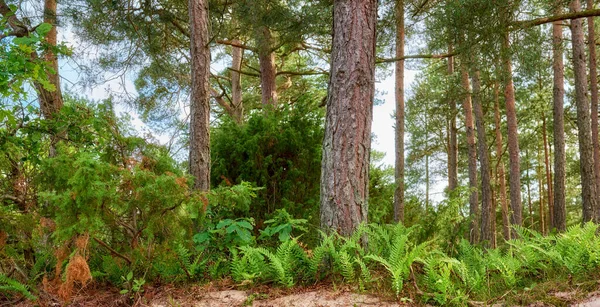 Beech Trees Growing Remote Uncultivated Forest Meadow Countryside Norway Overgrown — Photo