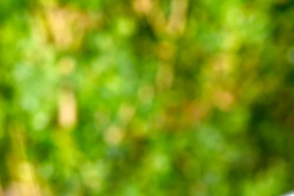 Розфокусований Розмитий Вид Природного Зеленого Рослинного Фону Копіювальним Простором Неорієнтована — стокове фото