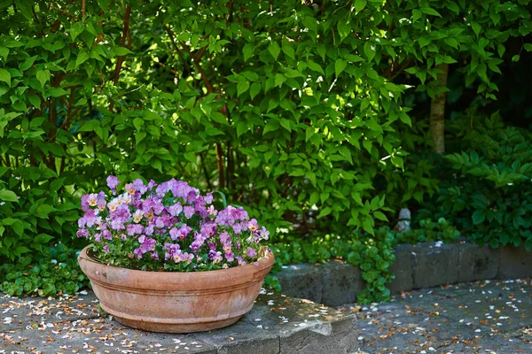 Pansies Growing Vase Backyard Garden Summer Beautiful Hybrid Plant Blooming — Zdjęcie stockowe