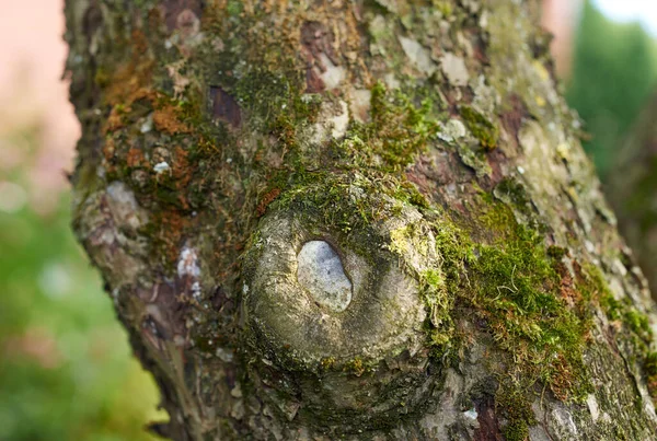 Tree with green moss growing on trunk in a remote environment in nature. Macro view of detail, textured algae spreading, covering a wooden trunk in a remote nature environment landscape.