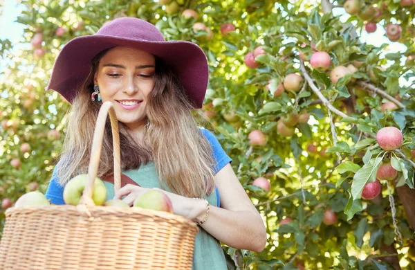 Smiling apple farmer harvesting fresh fruit on her farm. Happy young woman using a basket to pick and harvest ripe apples on her sustainable orchard. Surrounded by green plants.