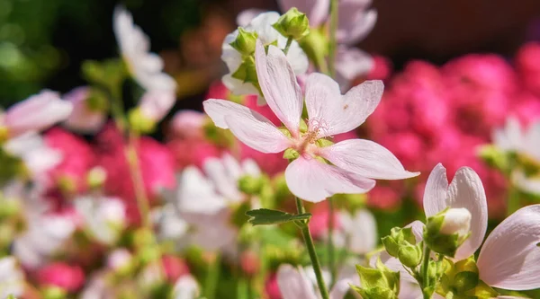 Blooming Wild Garden Pink Flower Musk Mallow Malva Alcea Left — Stock Photo, Image