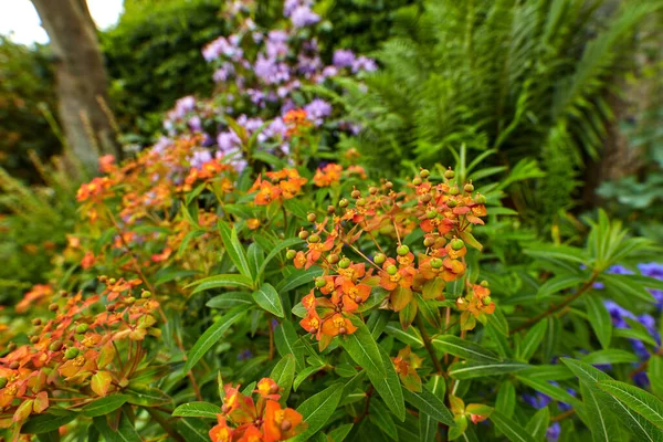 Pawie Kwiaty Lub Caesalpinia Pulcherrima Rośnie Ogrodzie Świeżym Powietrzu Zbliżenie — Zdjęcie stockowe