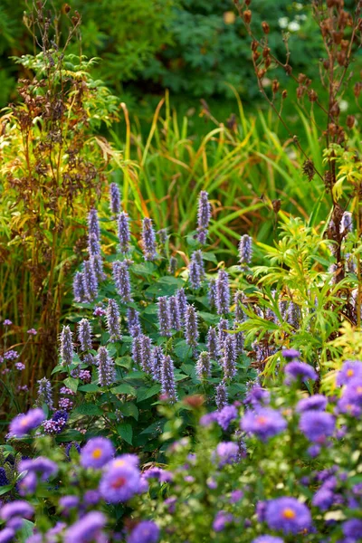 Purple korean mint growing in a bush or shrub surrounded by lush vibrant flowers and plants in home backyard or botanical garden. Agastache rugosa blossoming and blooming. Cultivating aromatic herbs.