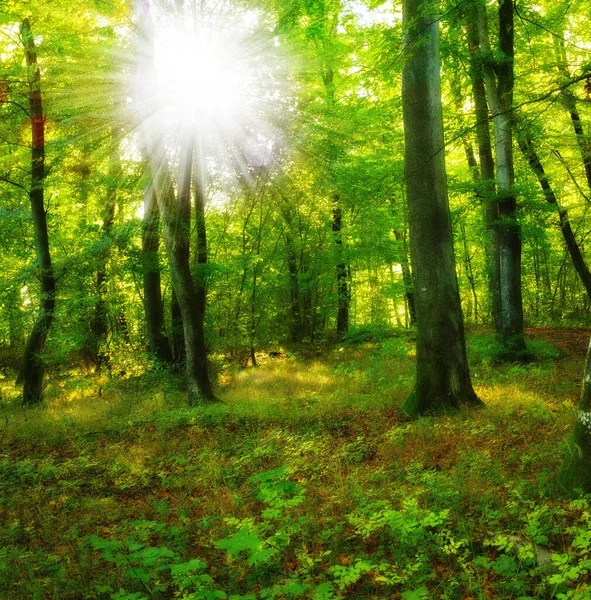Beauté Des Forêts Printemps Grands Troncs Arbres Harmonie Verte Tranquillité — Photo