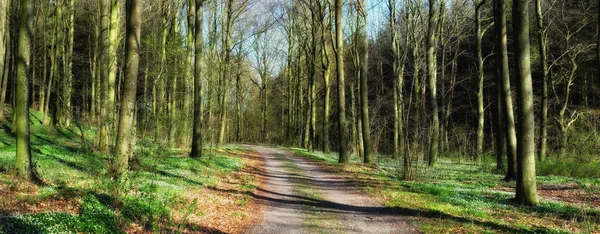 Scenic View Lush Green Forest Springtime Tall Trees Branches Fresh — Stok fotoğraf