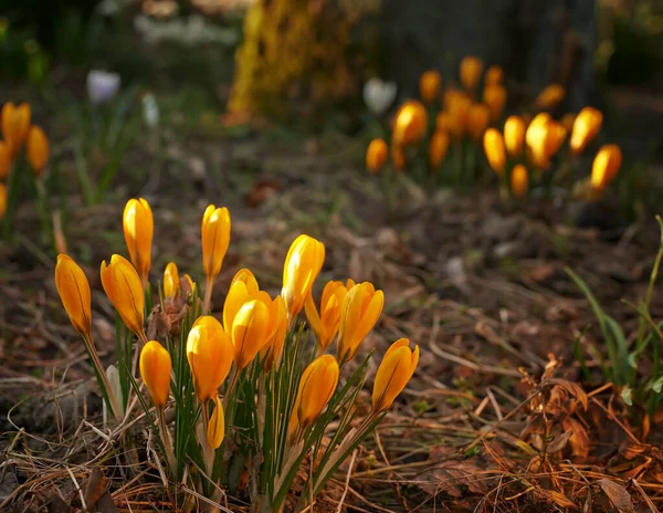 Nisko Rosnący Krokus Łodygi Rosną Pod Ziemią Pomarańczowe Kwiaty Symbolizujące — Zdjęcie stockowe