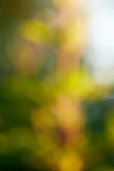 Розмита Концепція Жовтих Квітів Диких Соняшників Мрійливому Мистецькому Метушливому Полі — стокове фото