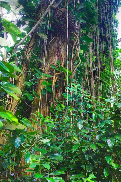 Высокое Дерево Дикими Виноградниками Побеги Растущие Зеленом Лесу Гавайях Сша — стоковое фото