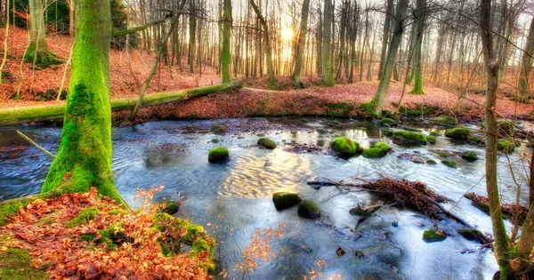 Een Kleurrijk Bos Herfst Hoge Bomen Met Levendige Groene Bruine — Stockfoto