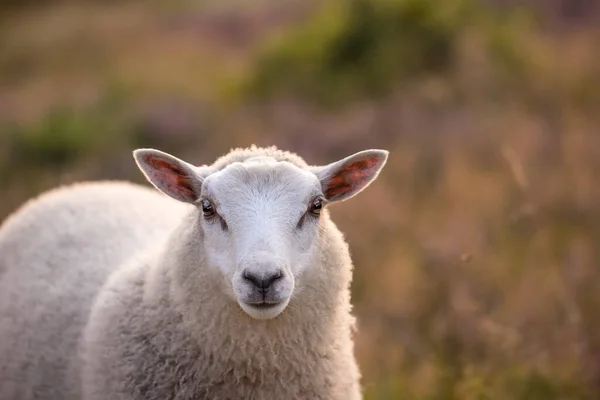 丹麦农村地区一只小白羊站在可持续生态农田上的画像 在大自然平静的农场里 一只白色的小羊在一片茂密的有机田里悠闲地吃草 — 图库照片