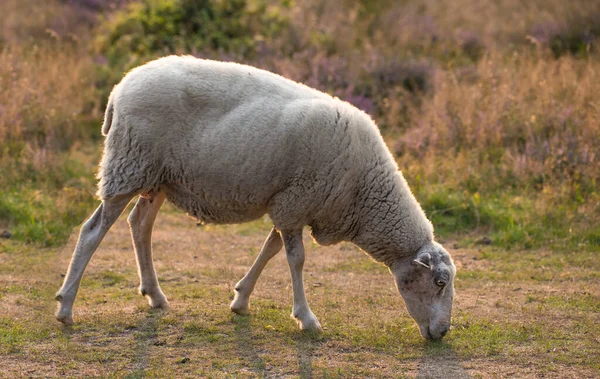 Hungry Sheep Walks Eats Grass Green Blooming Field Farm Furry — Stock Photo, Image