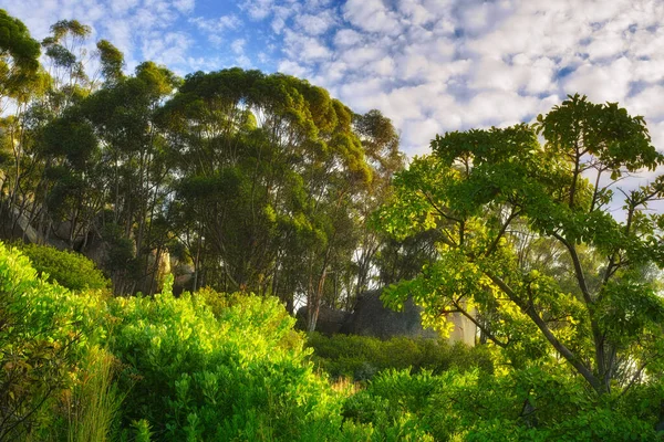 Lush Green Trees Growing Tall Blue Sky Background Copyspace Peaceful — Fotografia de Stock