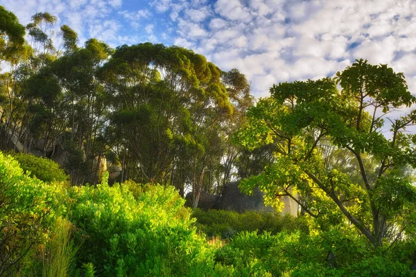 Lush Green Trees Growing Tall Blue Sky Background Copyspace Peaceful — Stockfoto