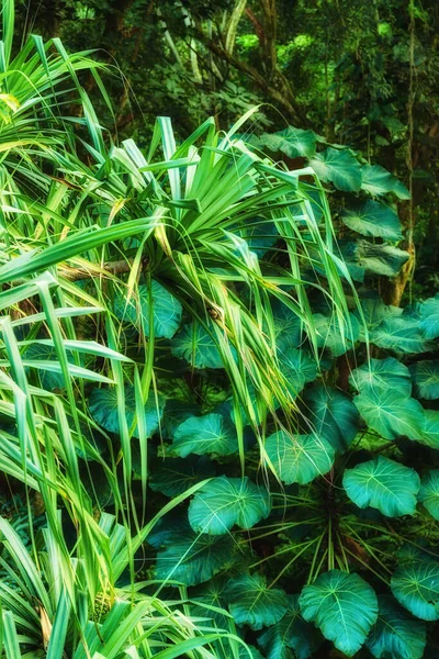 Vibrant Leaves Parasol Leaf Tree Screw Pine Growing Undisturbed Nature — Zdjęcie stockowe