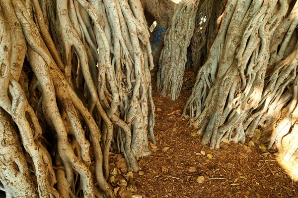 Closeup Banyan Tree Oaho Growing Wild Sunny Day Many Big — Stockfoto